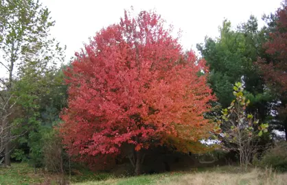 acer-rubrum-1