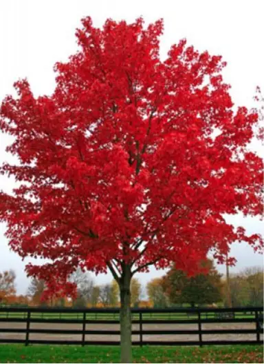 acer-autumn-glory-2