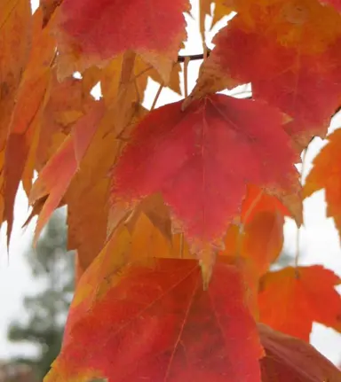 acer-red-sunset-1