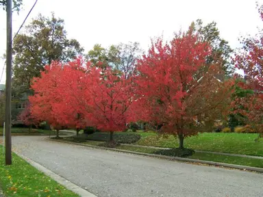 acer-red-sunset-2