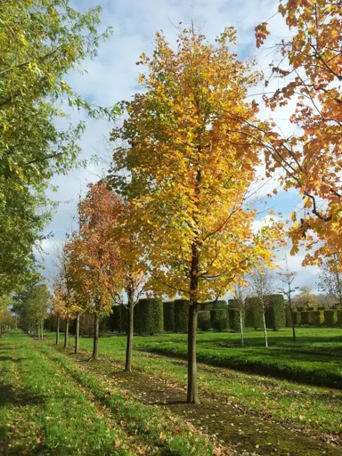 acer-saccharinum-