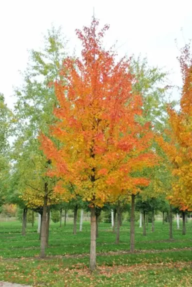 acer-saccharinum-2