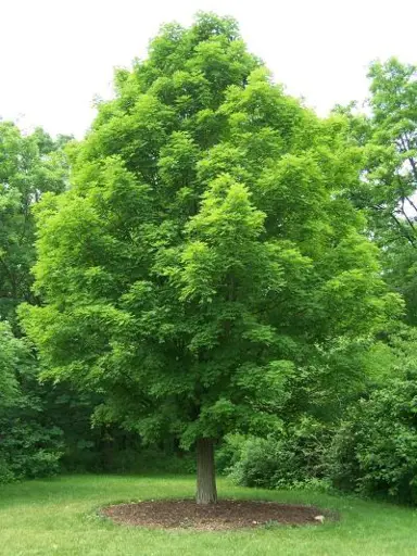 acer-saccharinum-3