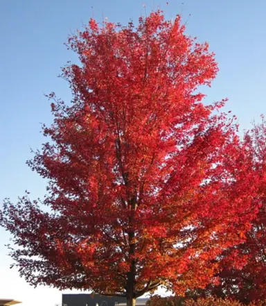 acer-saccharinum-4