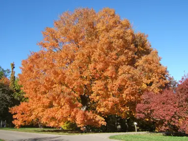 acer-saccharum-1