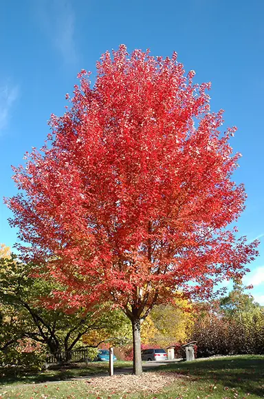 acer-jeffersred-