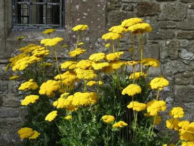 Achillea 'Coronation Gold' plants with bright yellow flowers and green foliage.