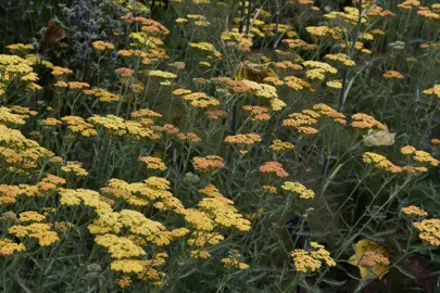 Achillea 'Terracotta' orange flowers above fine, green foliage.
