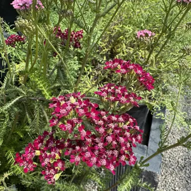 Achillea 'Vintage Wine' purple flowers above fine, green foliage.