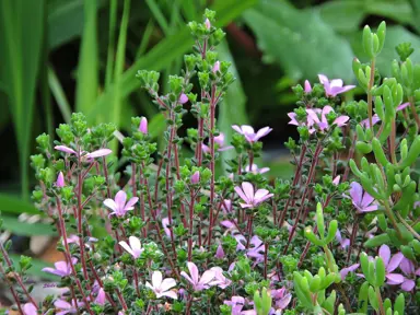 Acmadenia 'Starblush' plant with elegant pink flowers.