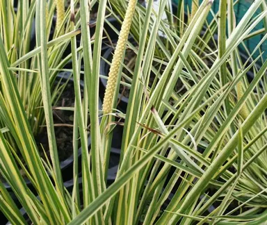 Acorus albo variegata foliage variegated green and yellow.