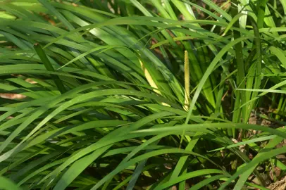 A close-up image of Acorus gramineus foliage.