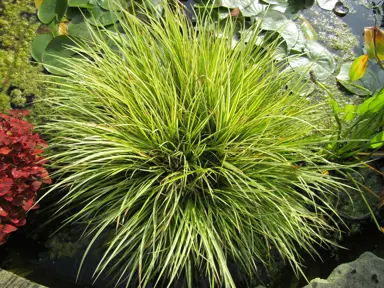 Acorus gramineus Ogon growing in a garden beside water.