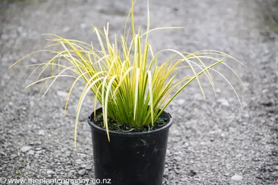 Acorus gramineus 'Ogon' plant for sale at The Plant Company nursery.
