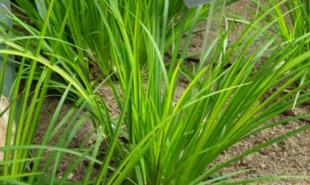 Acorus gramineus plant with lush green foliage in a garden.