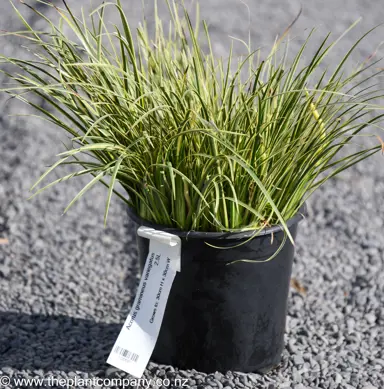 Acorus gramineus 'variegata' plant for sale at The Plant Company nursery.
