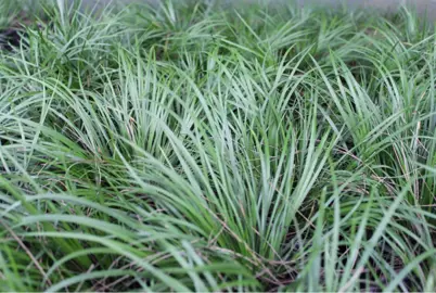 Acorus Mini Green plants with lush, dark green foliage.
