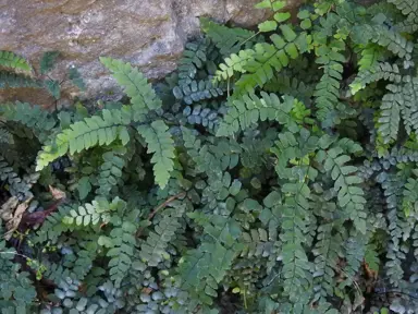 Adiantum cunninghamii ferns with short fronds bearing small, green leaves.