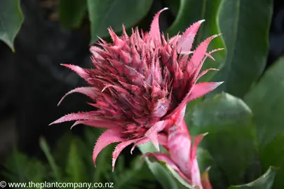 Aechmea fasciata (Urn Plant) stunning pink flower.