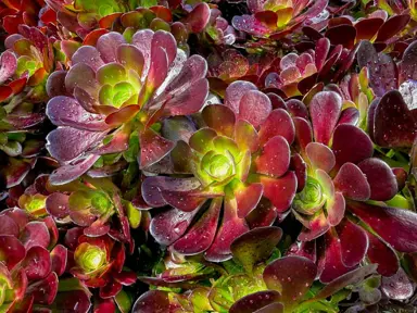 aeonium-velour-