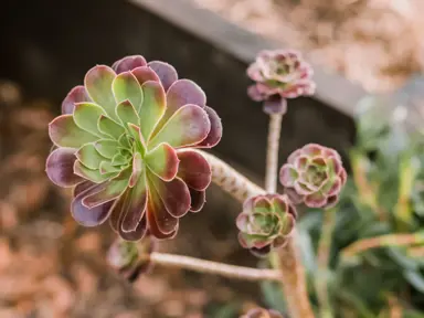 aeonium-velour-1