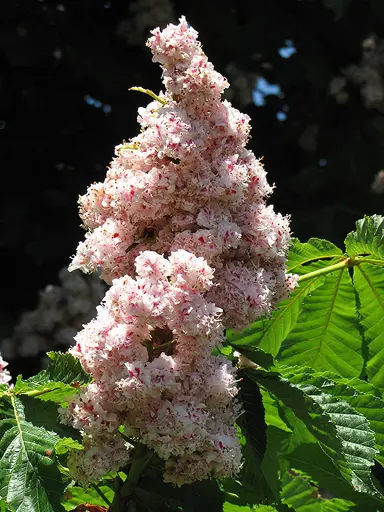 aesculus-baumannii-1