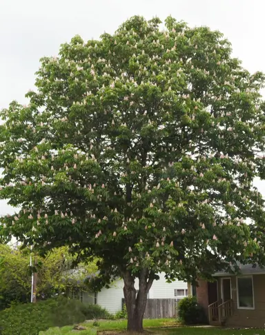 aesculus-baumannii-2