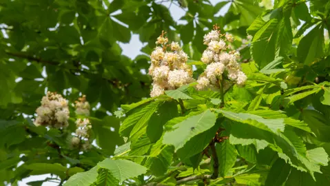 aesculus-baumannii-4