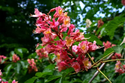 aesculus-carnea-