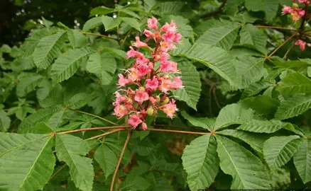 aesculus-carnea-1