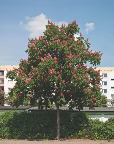 aesculus-briotii-1