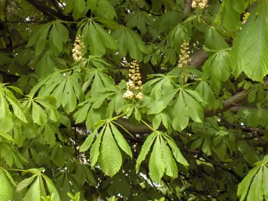 aesculus-hippocastanum-