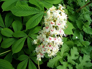 aesculus-hippocastanum-1