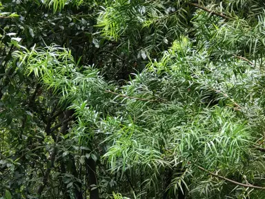 African Fern Pine (Afrocarpus gracilior) fine green foliage.