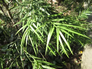 Afrocarpus mannii green foliage.