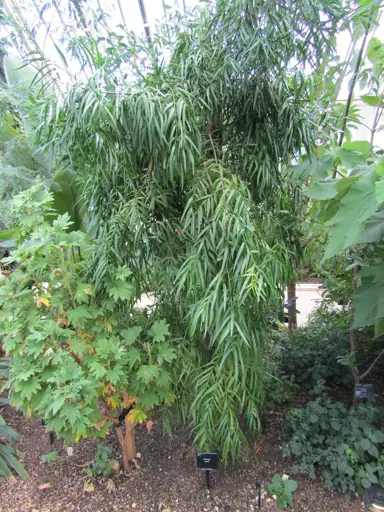 A small Afrocarpus mannii tree with pendulous green foliage.