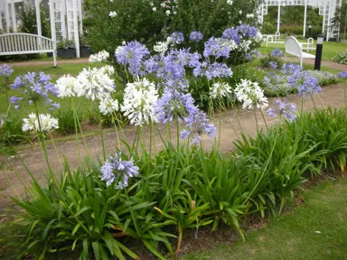 Agapanthus africanus plants in garden with blue flowers.