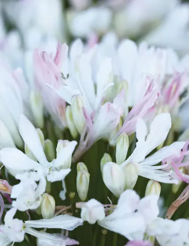 Agapanthus 'Alba Rosea' white flowers tinged with pink.