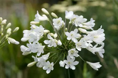 White flowers on Agapanthus 'Arctic Star'.