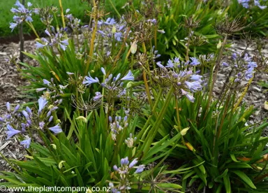 Agapanthus 'Baby Pete' plants in a garden with blue flowers.