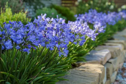 Agapanthus 'Baby Pete' plant with blue flowers and dark green leaves.