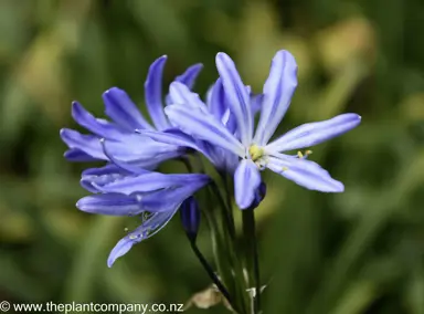 agapanthus-bertsbrook-