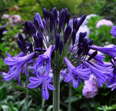 agapanthus-black-pantha--1