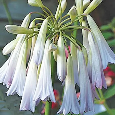 agapanthus-cascade-diamond-