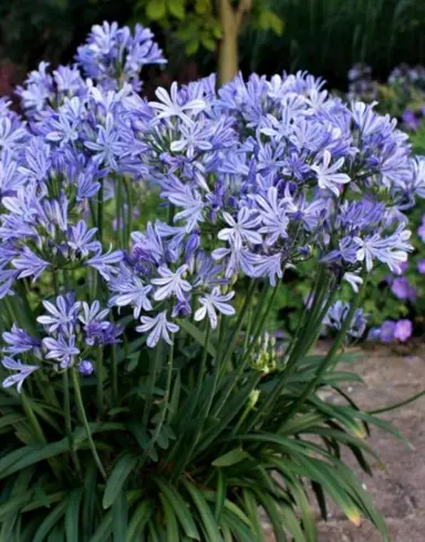 agapanthus-charlotte--1