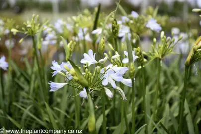 agapanthus-gayles-lilac--1