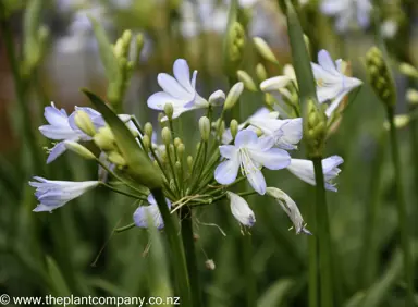 agapanthus-gayles-lilac--2