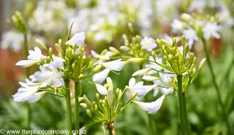 agapanthus-gayles-lilac--3