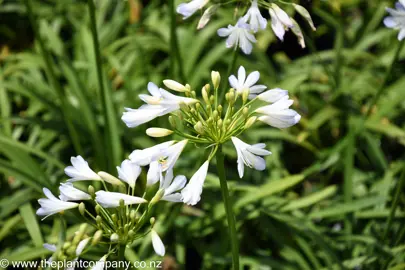 agapanthus-gayles-lilac--4