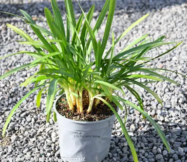 Agapanthus 'Gayles Lilac' plant for sale at The Plant Company nursery.